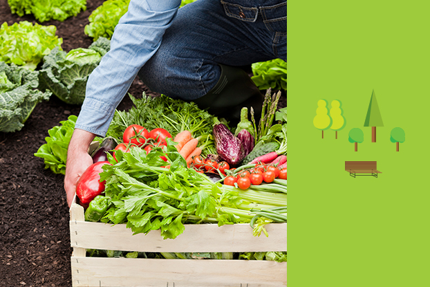 Além dos supermercados, consumidor encontra alimentos orgânicos em feiras e delivery Além dos supermercados, consumidor encontra alimentos orgânicos em feiras e delivery